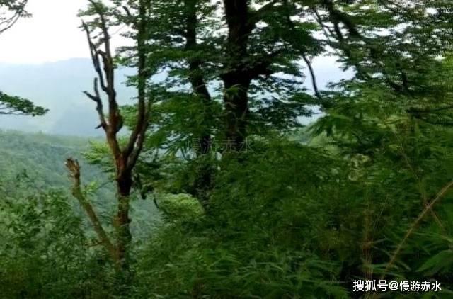 拯救可爱小公主